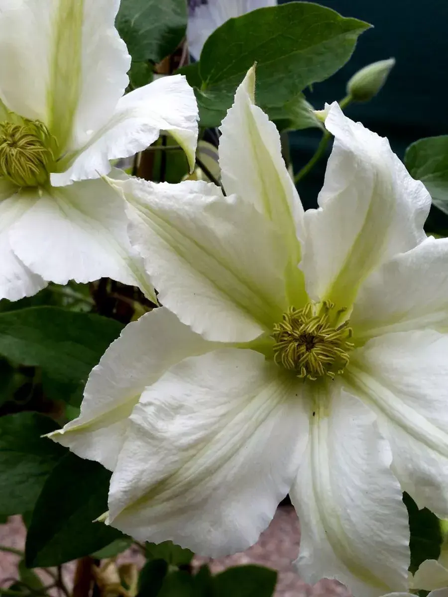 Клематис Toki